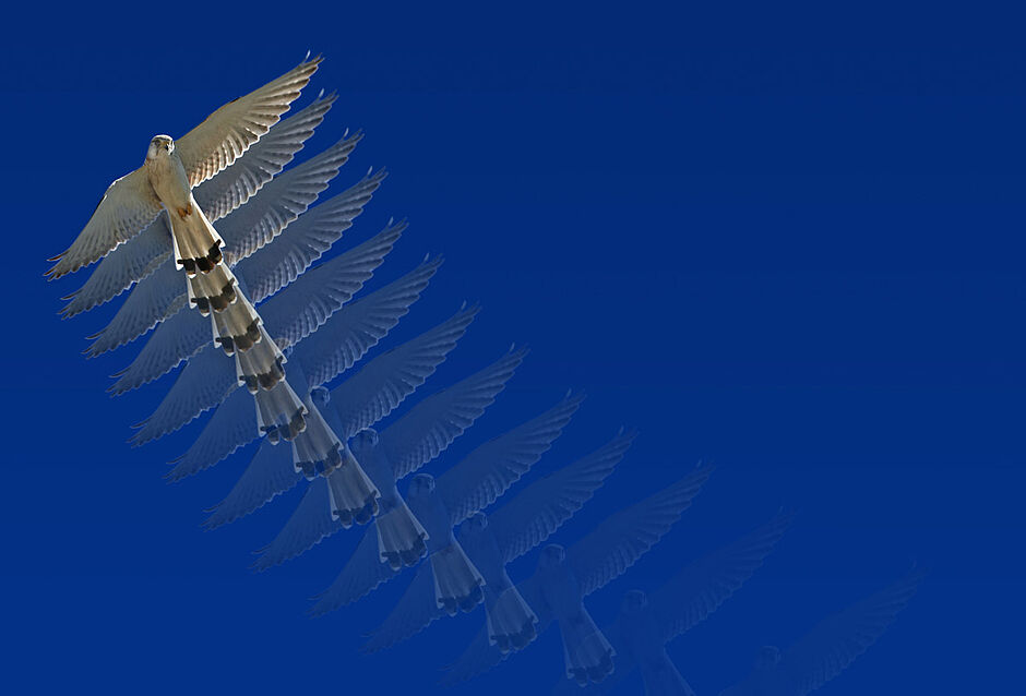 Agrandir l'image, .JPG 79Ko (fenêtre modale)