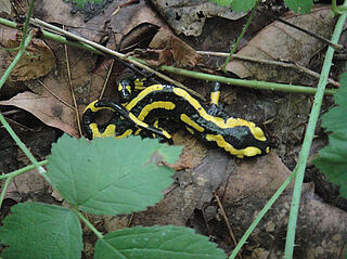 Salamandre nichée sous des feuillages.