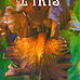 Afficher l'image 3 sur 31
